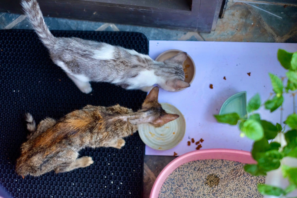 Bồ Câu và Công&nbsp;Đức